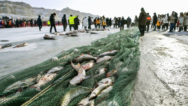 新疆福海冬捕節：冰上大拉網捕魚10噸