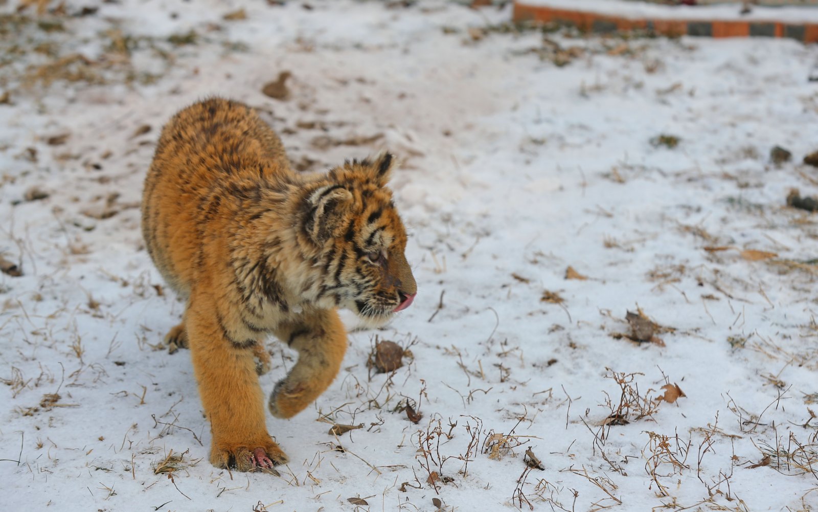 1月24日，在瀋陽怪坡東北虎園，小老虎在雪地裏玩耍。（新華社）