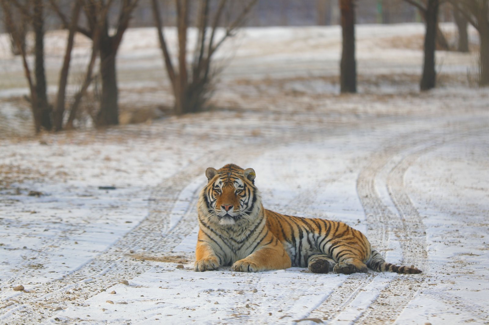 1月24日在瀋陽怪坡東北虎園拍攝的東北虎。（新華社）