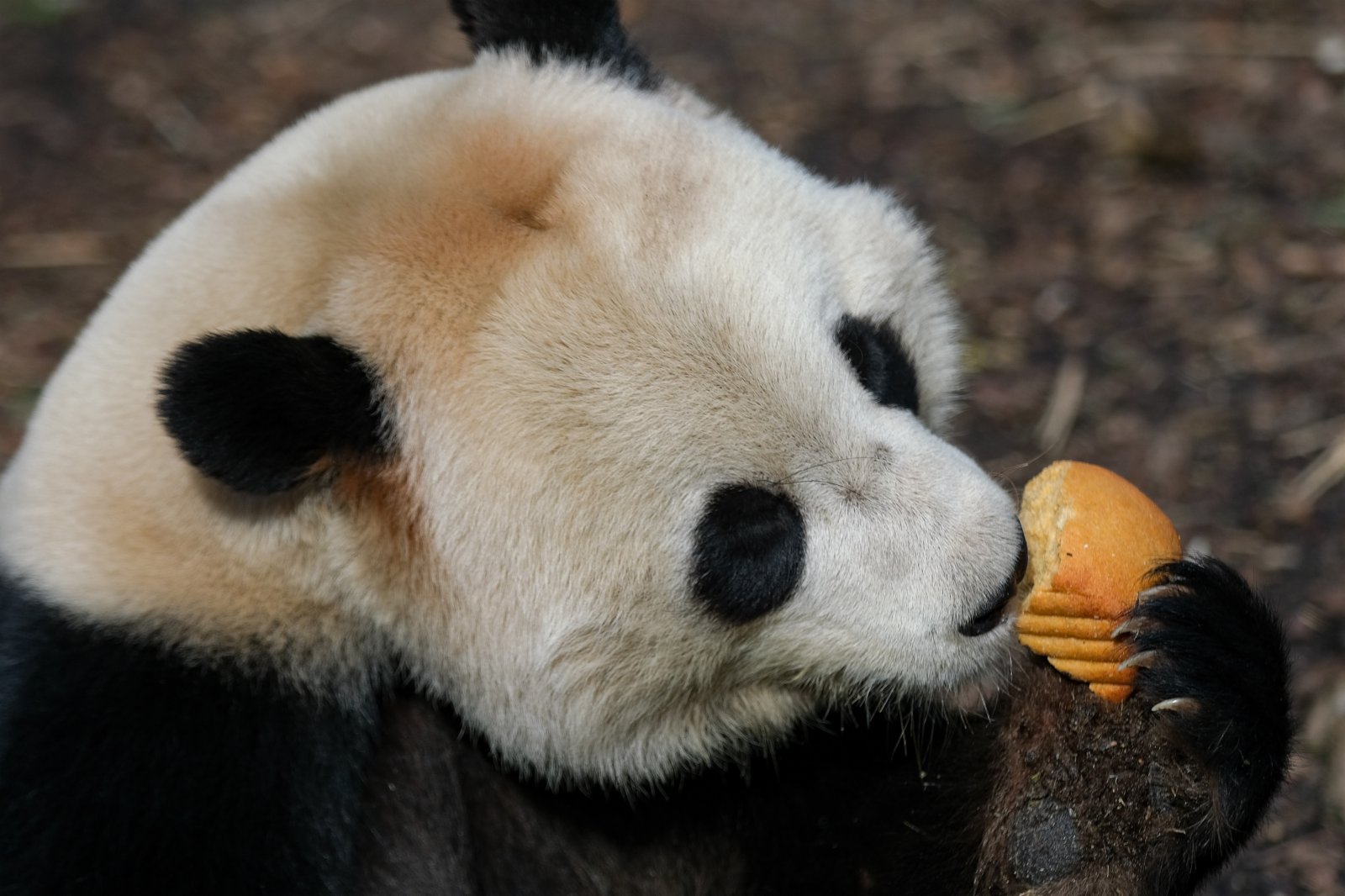 2月23日，在比利時布呂熱萊特天堂動物園，大熊貓「天寶」在進食。（新華社）