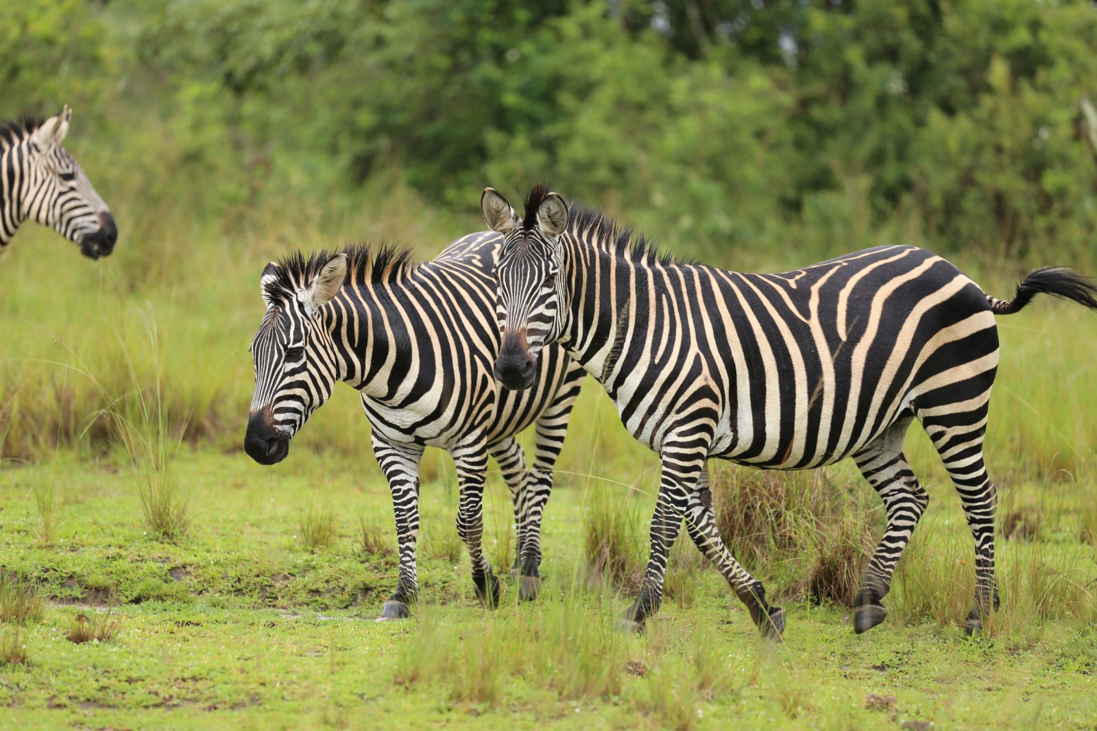 這是3月2日在盧旺達阿卡蓋拉國家公園拍攝的斑馬。（新華社）