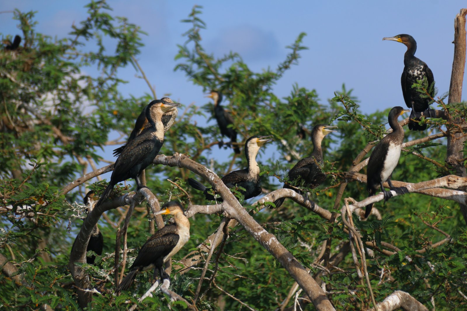 這是3月1日在盧旺達阿卡蓋拉國家公園拍攝的鸕鶿。（新華社）