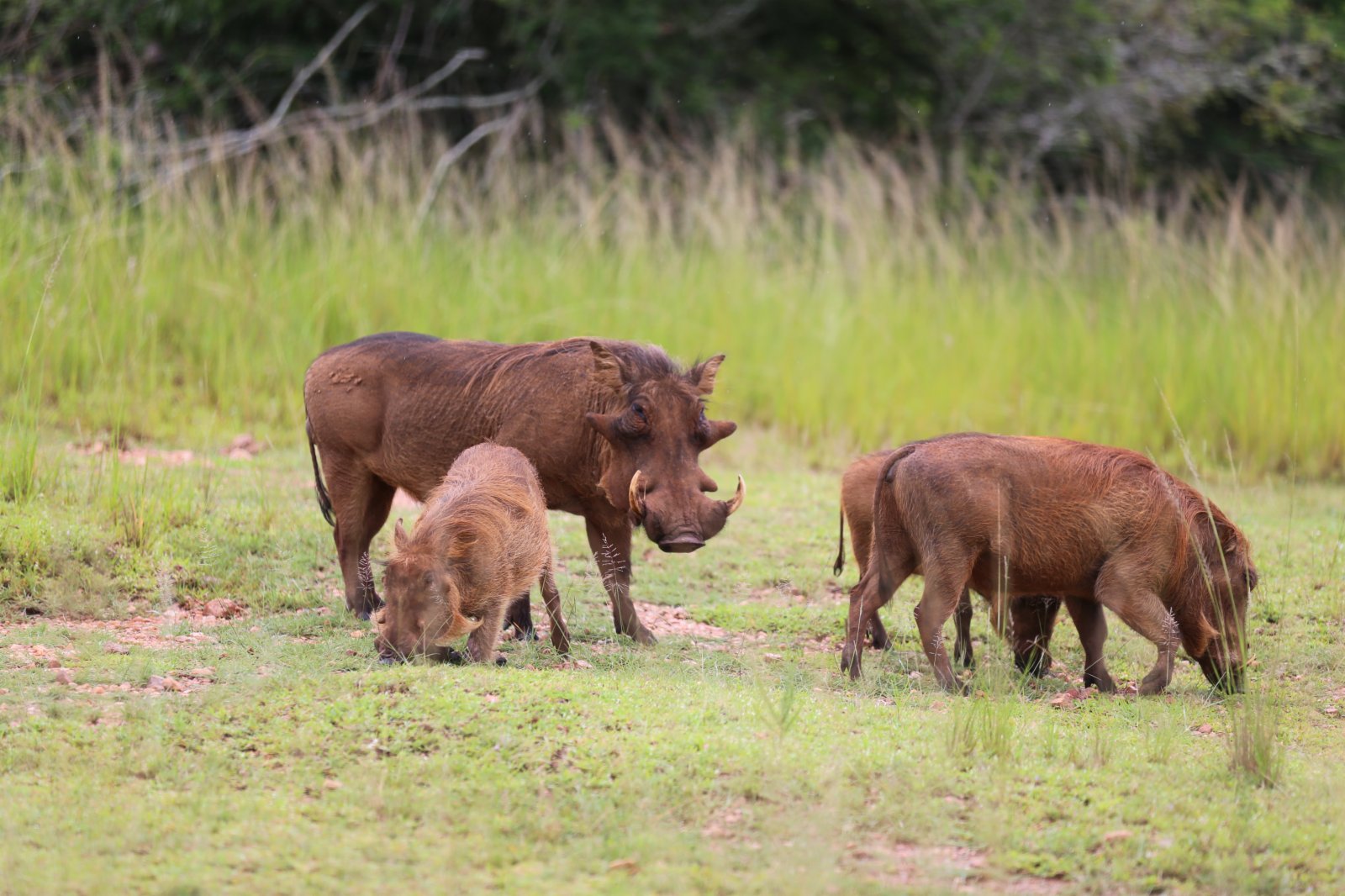 這是3月2日在盧旺達阿卡蓋拉國家公園拍攝的非洲疣豬。（新華社）