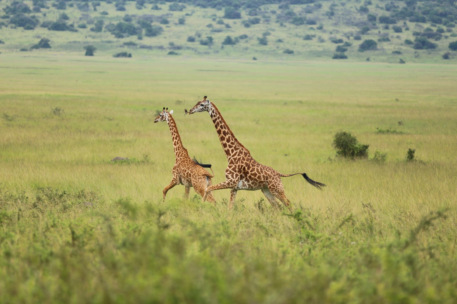這是3月2日在盧旺達阿卡蓋拉國家公園拍攝的長頸鹿。（新華社）