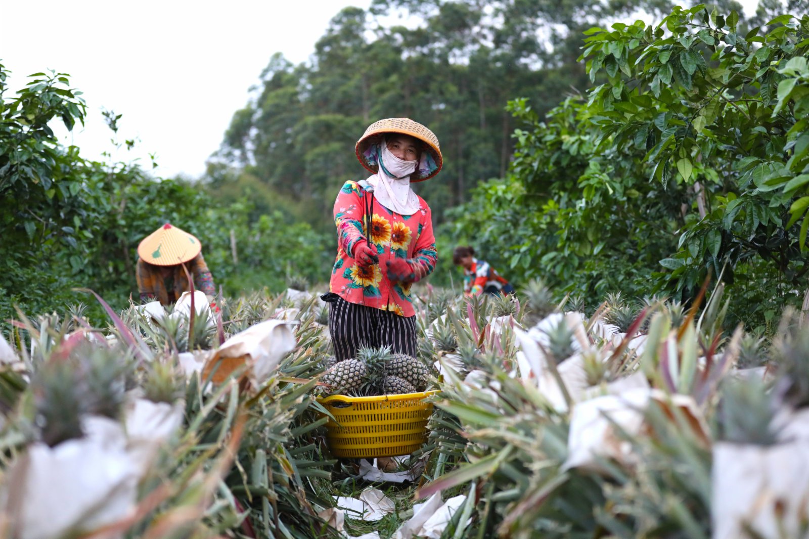 3月14日，農民在海南省臨高縣頭泗村鳳梨種植園裏收穫鳳梨。（新華社）