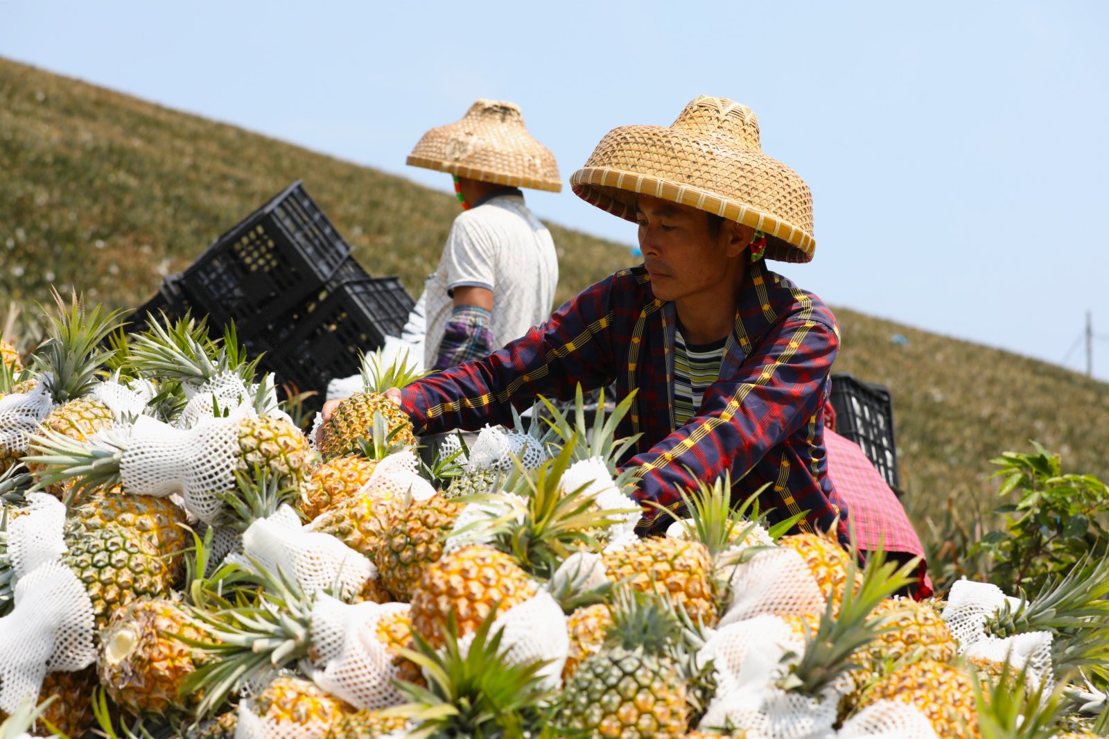 3月15日，萬寧市龍滾鎮菠蘿種植戶在坡羅村收穫菠蘿。（新華社）