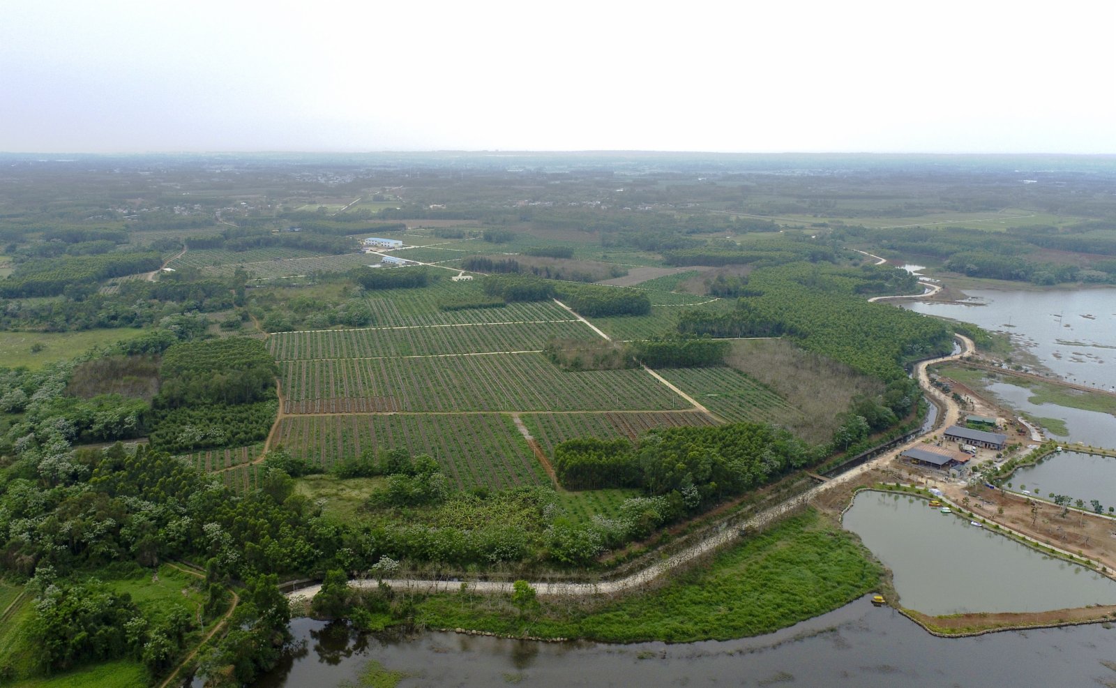 這是3月14日拍攝的海南省臨高縣頭泗村鳳梨種植園（無人機照片）。（新華社）