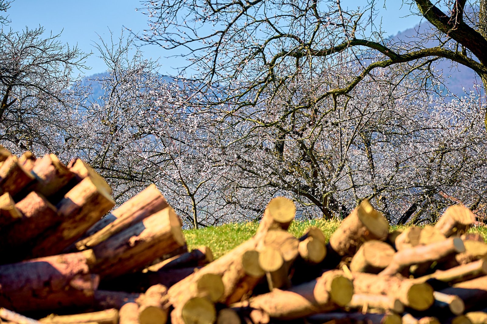 這是3月28日在奧地利瓦豪拍攝的杏花。（新華社）