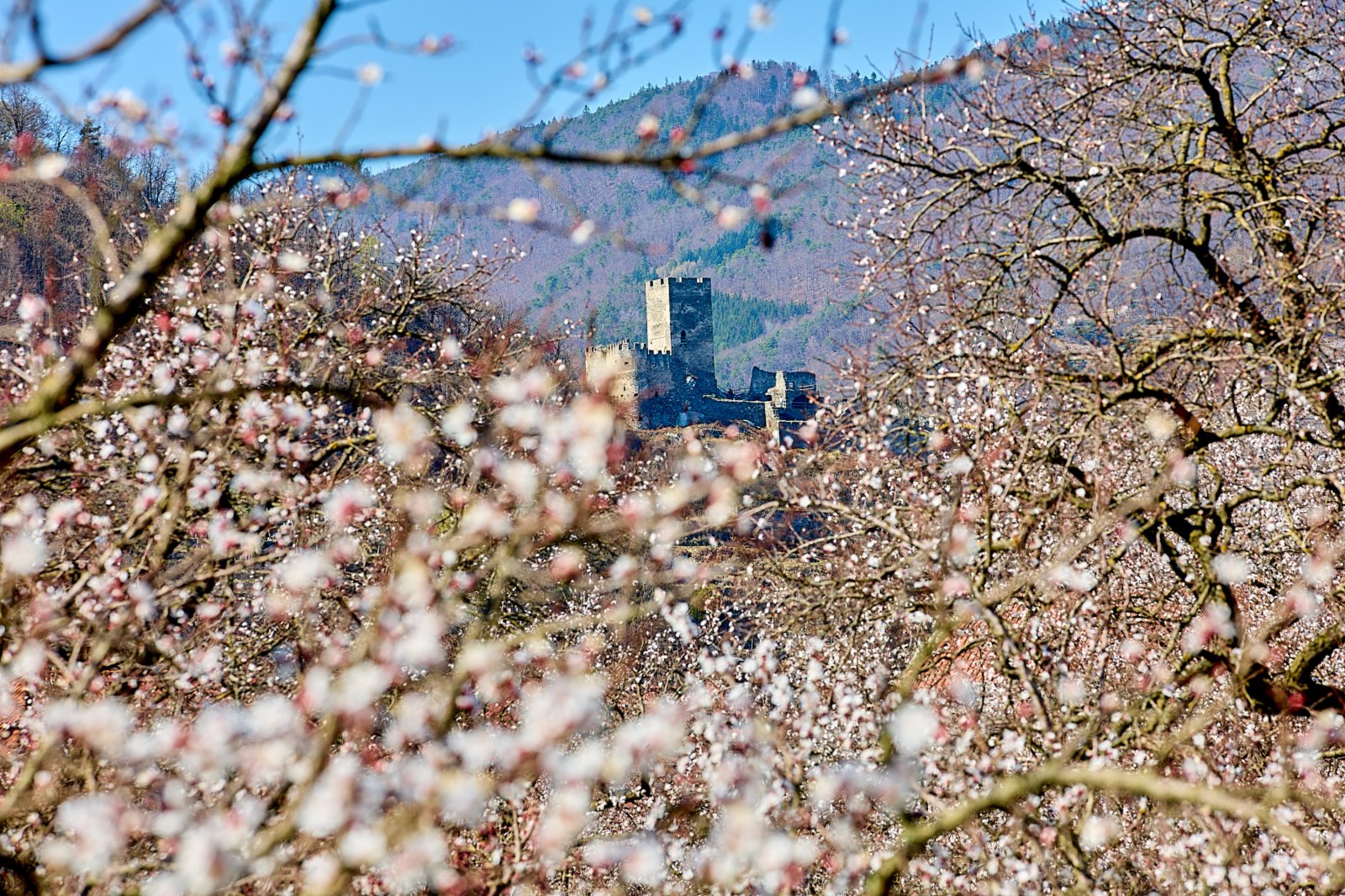這是3月28日在奧地利瓦豪拍攝的杏花。（新華社）