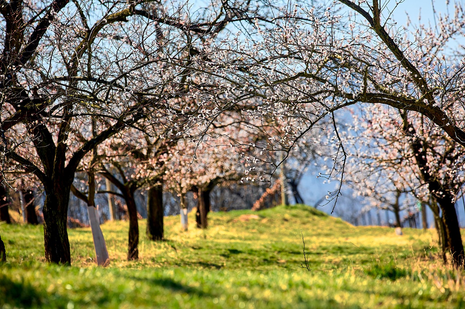 這是3月28日在奧地利瓦豪拍攝的杏花。（新華社）