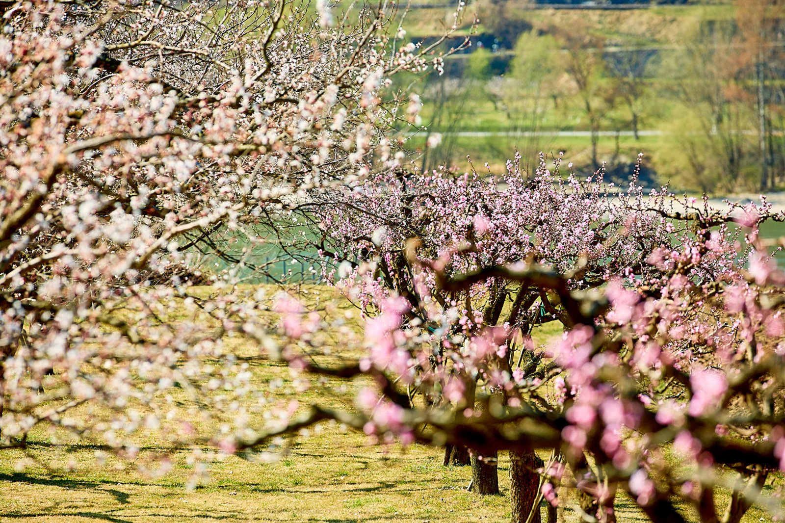 這是3月28日在奧地利瓦豪拍攝的杏花。（新華社）