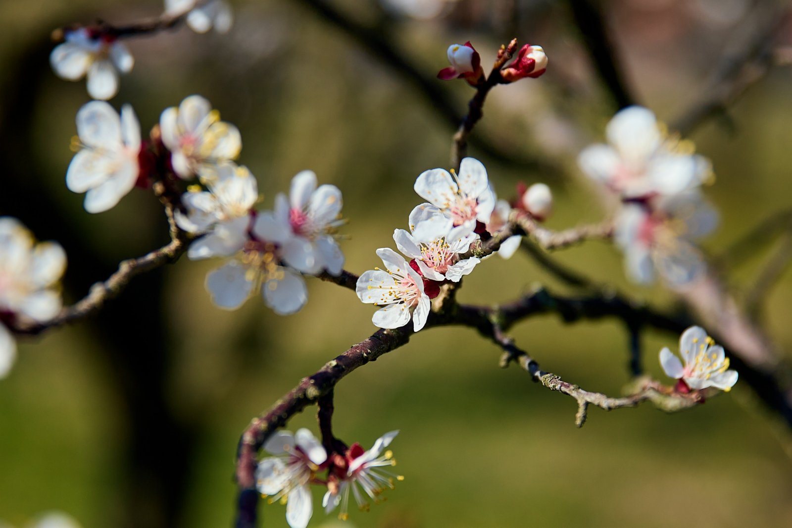 這是3月28日在奧地利瓦豪拍攝的杏花。（新華社）