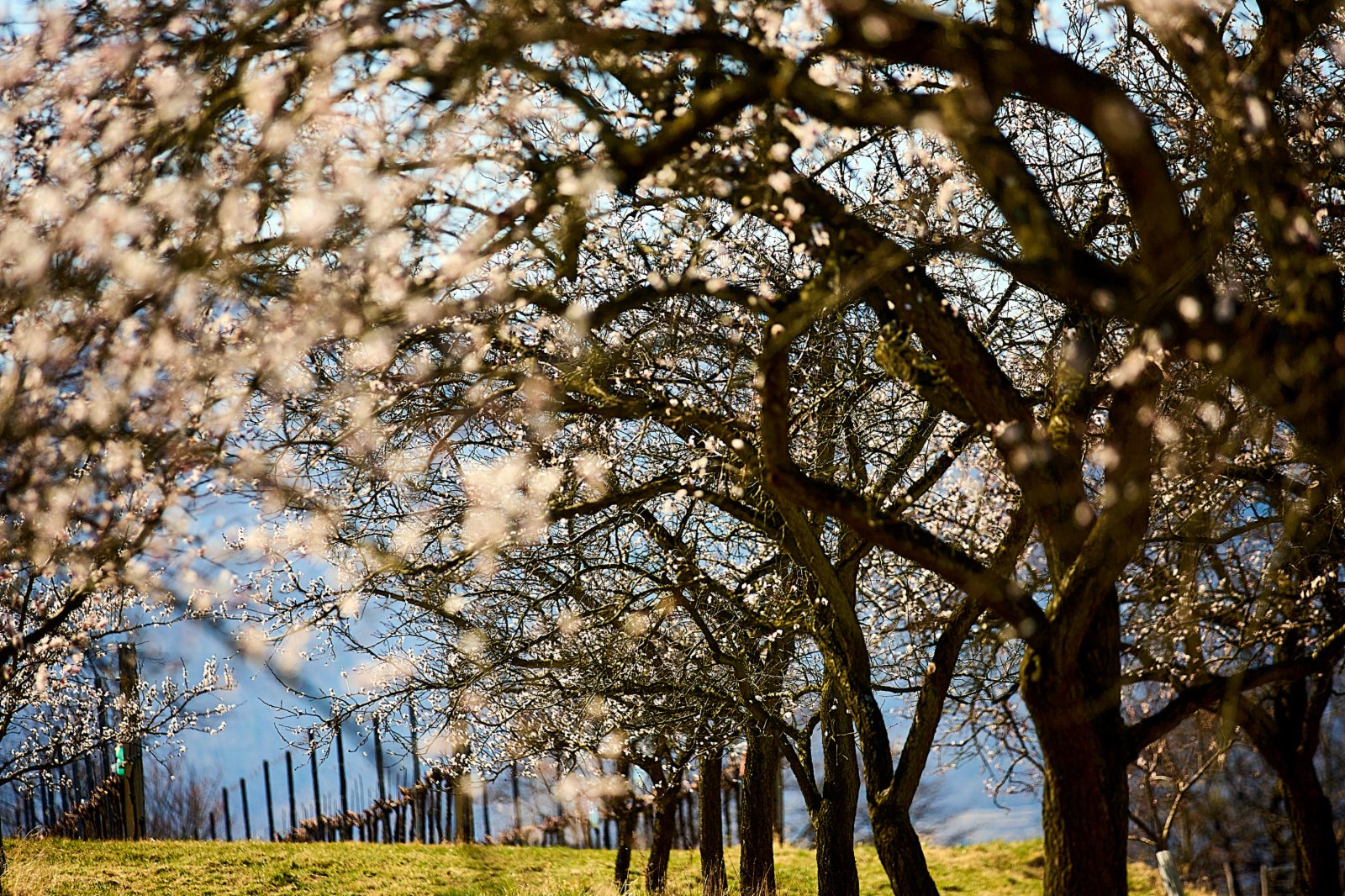 這是3月28日在奧地利瓦豪拍攝的杏花。（新華社）