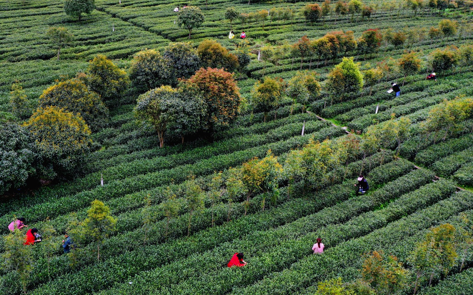4月4日，平利縣城關鎮龍頭村村民在茶園裏採摘春茶。