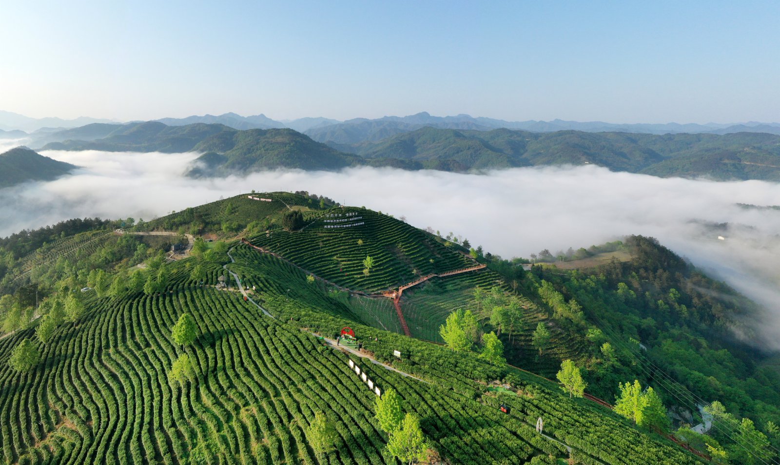 4月5日拍攝的雲霧籠罩中的平利縣老縣鎮蔣家坪茶園。