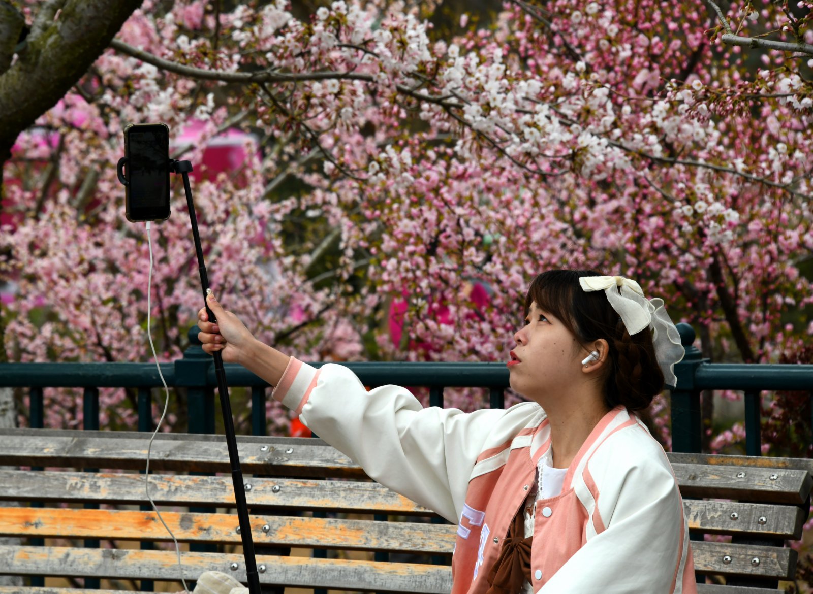 4月8日，一名女孩在青島中山公園賞花直播。（新華社）