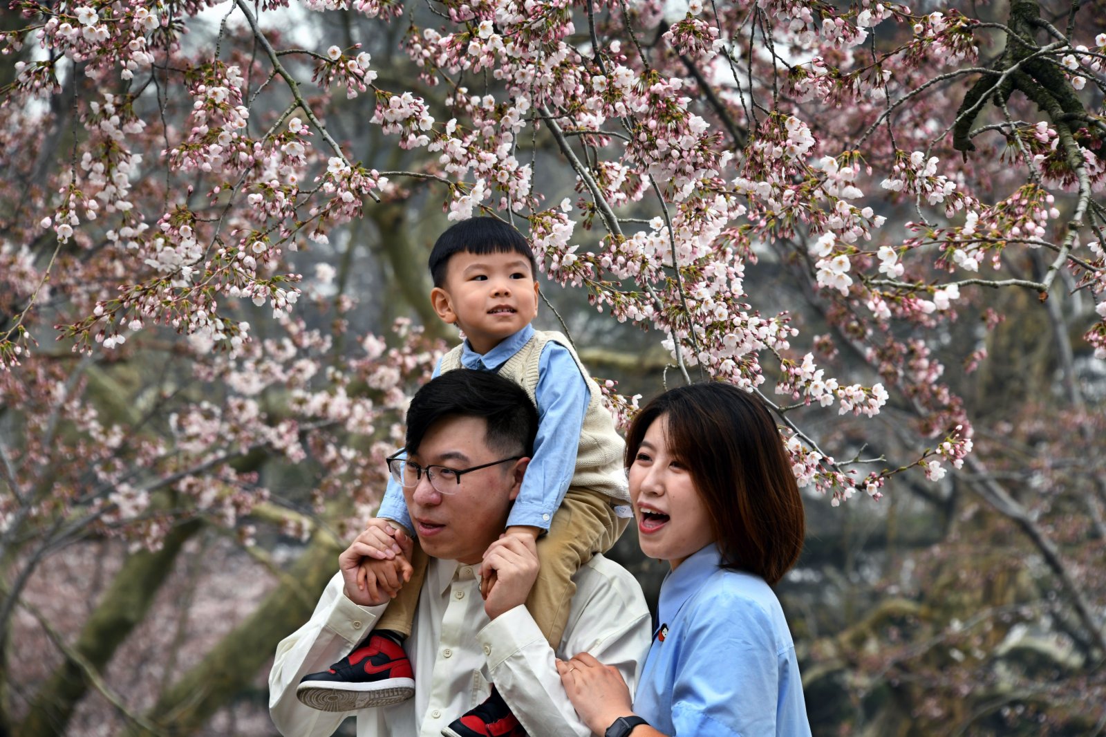 4月8日，遊客在青島中山公園賞花、遊玩。（新華社）