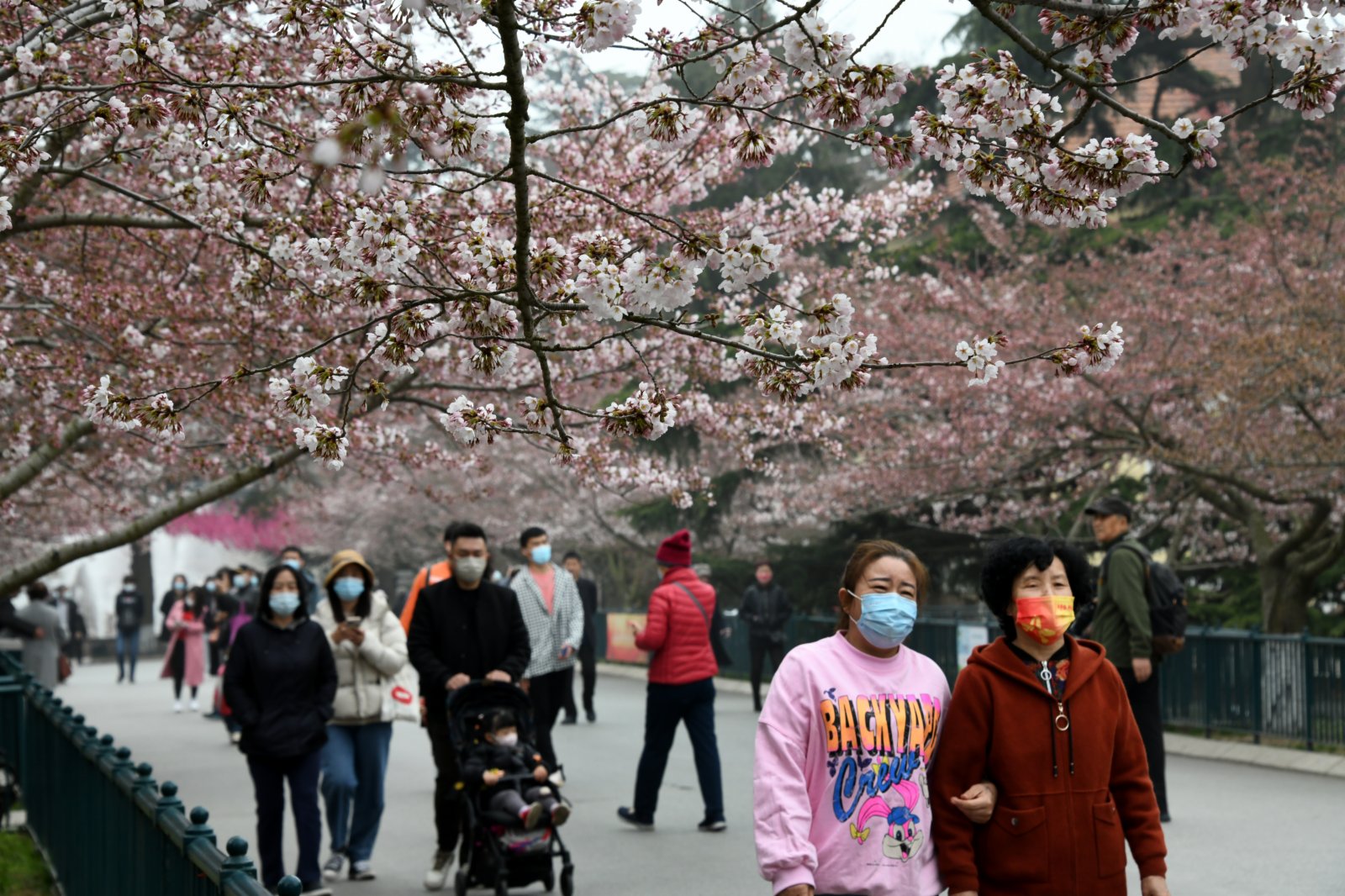 4月8日，遊客在青島中山公園賞花、遊玩。（新華社）