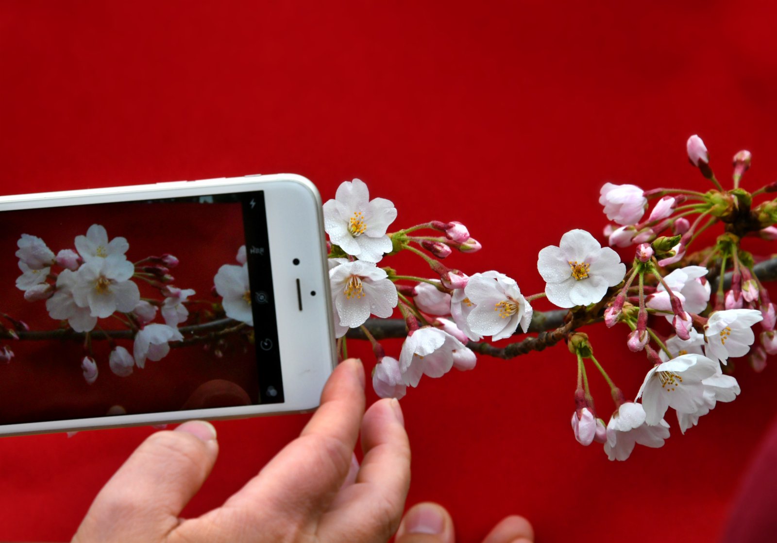 4月8日，遊客在青島中山公園拍攝櫻花。（新華社）