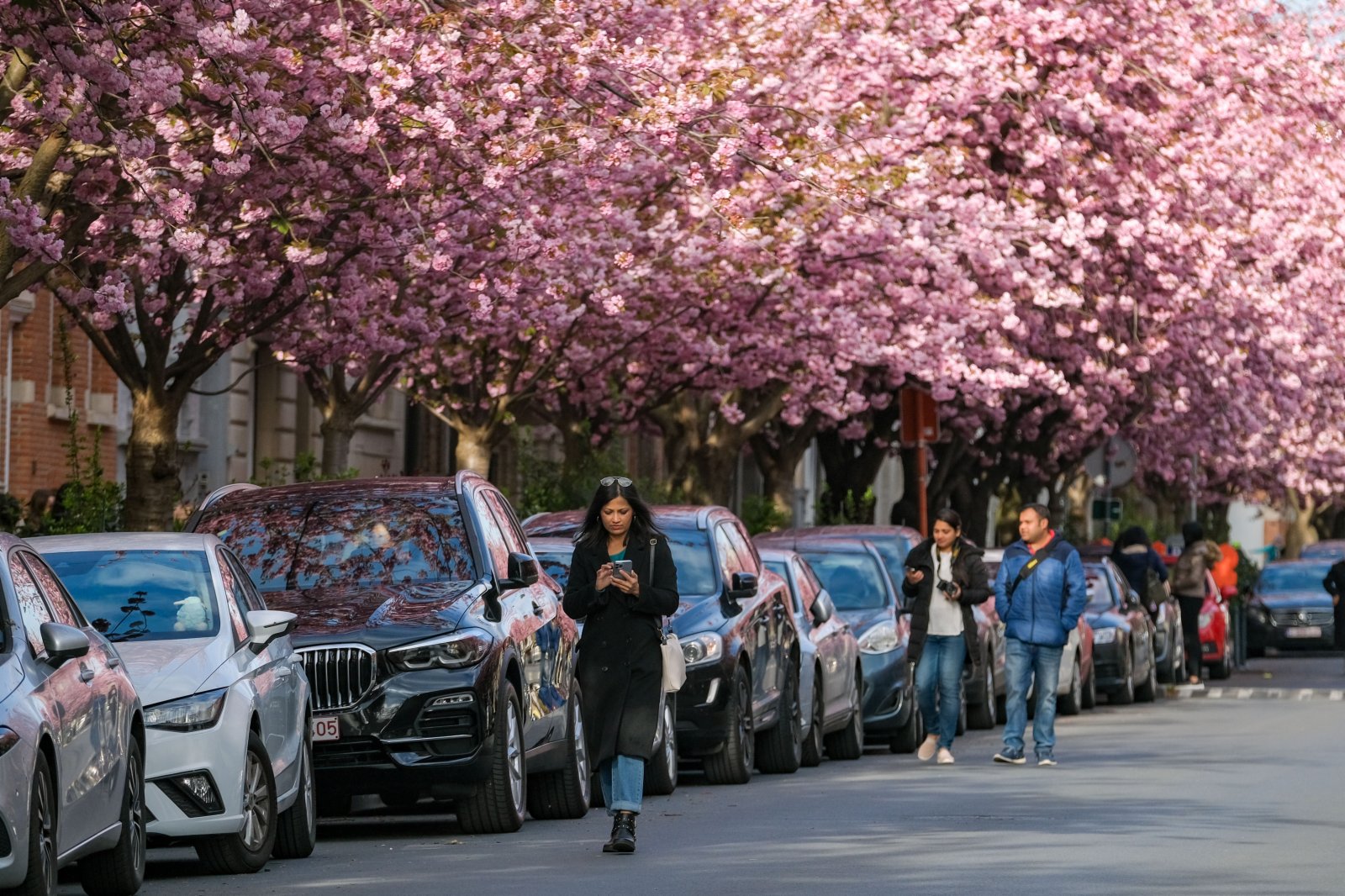 4月10日，人們走過比利時布魯塞爾路邊綻放的櫻花。（新華社）