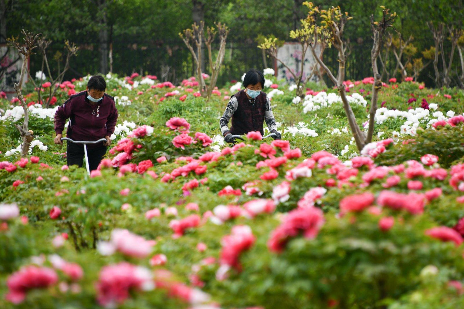4月14日，在位於山東省菏澤市的一處牡丹種植園內，花農在勞作。