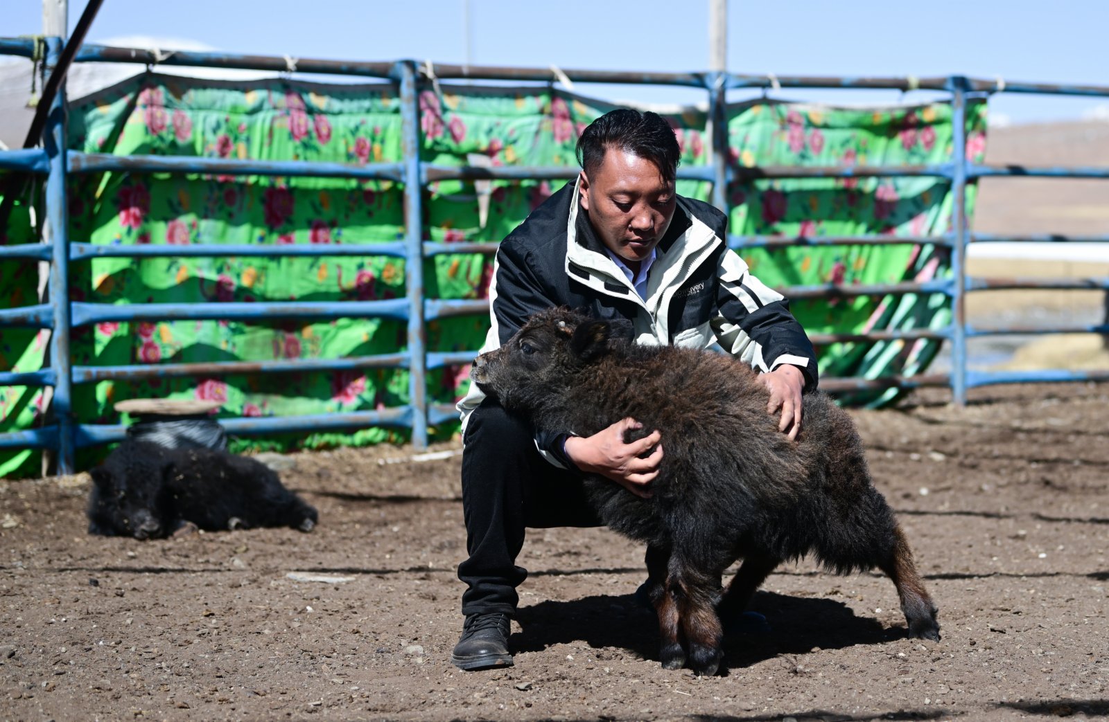 4月20日，在青海省玉樹藏族自治州曲麻萊縣，牧民在查看牛犢生長情況。（新華社）