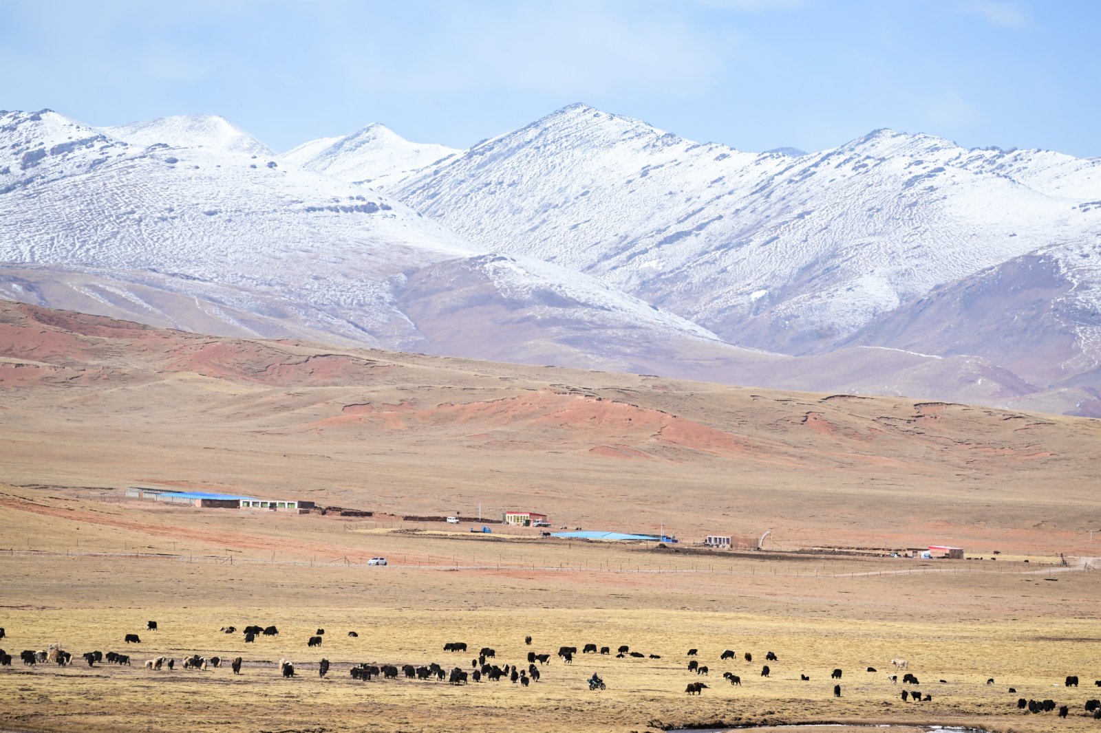 4月20日，在青海省玉樹藏族自治州曲麻萊縣，牦牛在草原上覓食。（新華社）