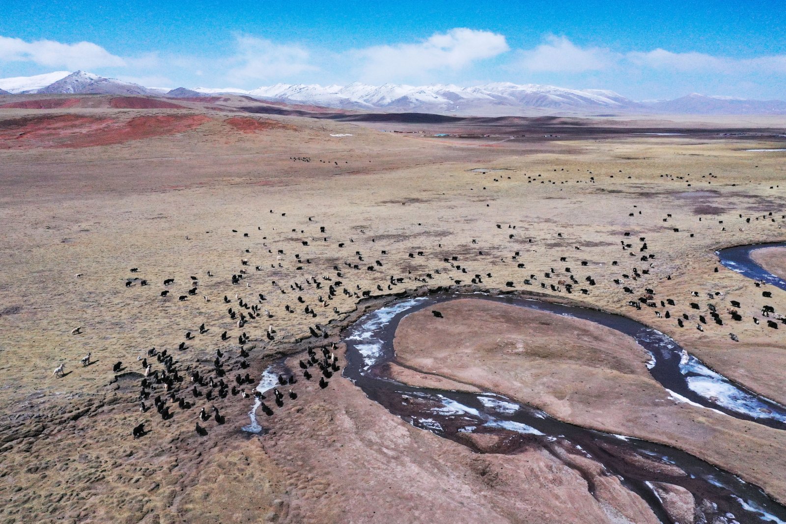 4月20日，在青海省玉樹藏族自治州曲麻萊縣，牦牛在草原上覓食。（新華社）