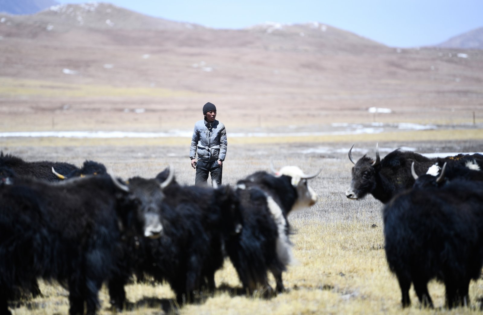 4月20日，在青海省玉樹藏族自治州曲麻萊縣，牧民在放牧。（新華社）
