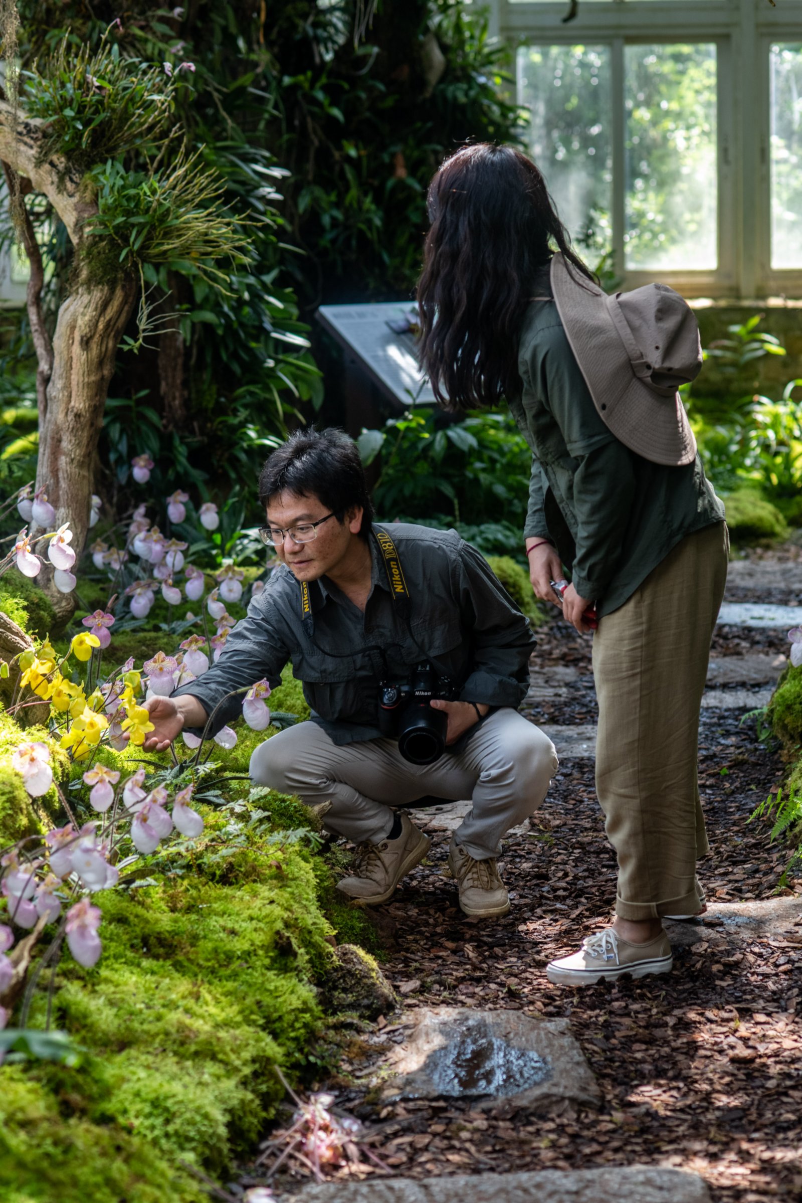 4月26日，工作人員在昆明植物園「扶荔宮」蘭花館查看兜蘭的生長狀態。（新華社）