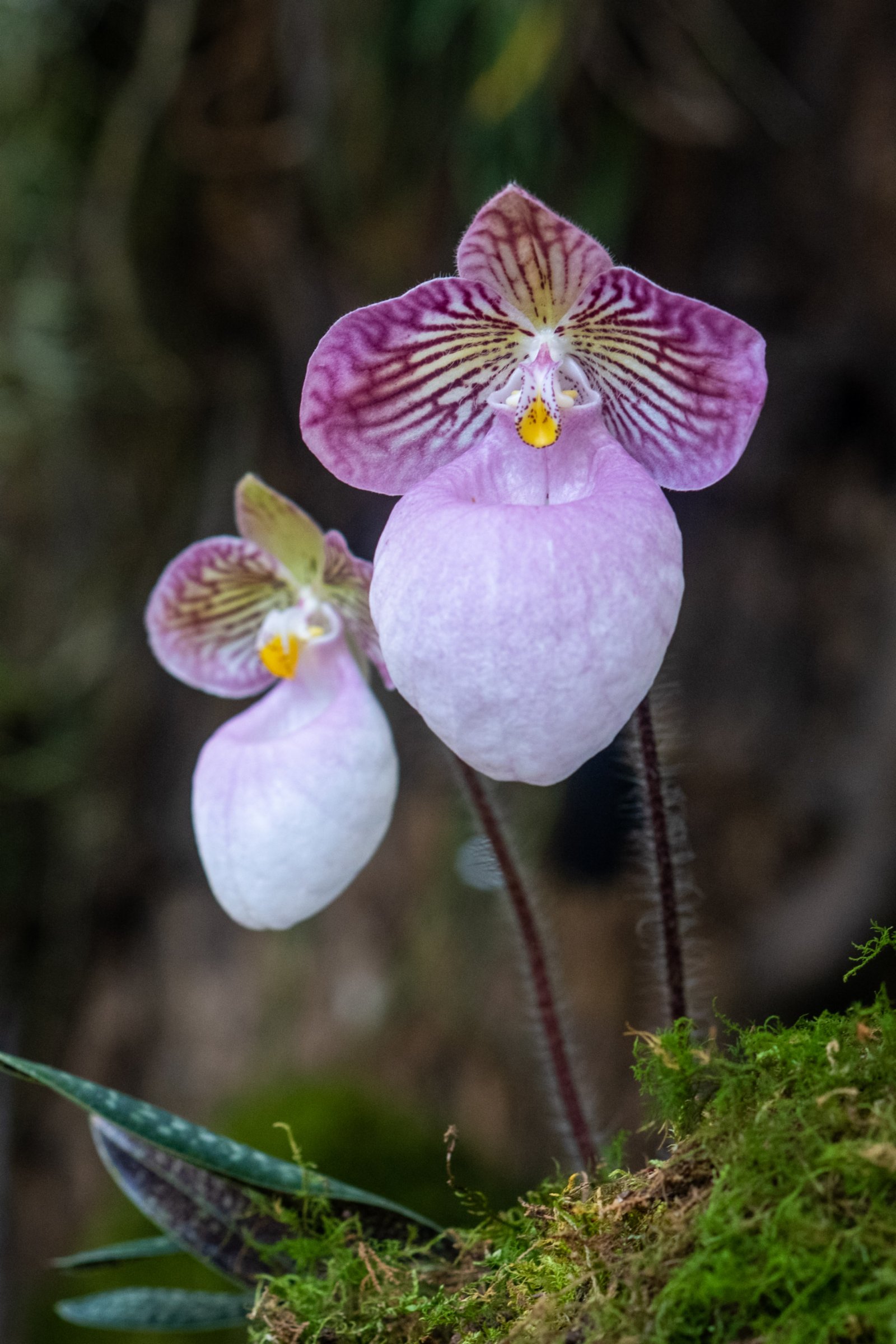 4月26日在昆明植物園「扶荔宮」蘭花館拍攝的硬葉兜蘭。（新華社）