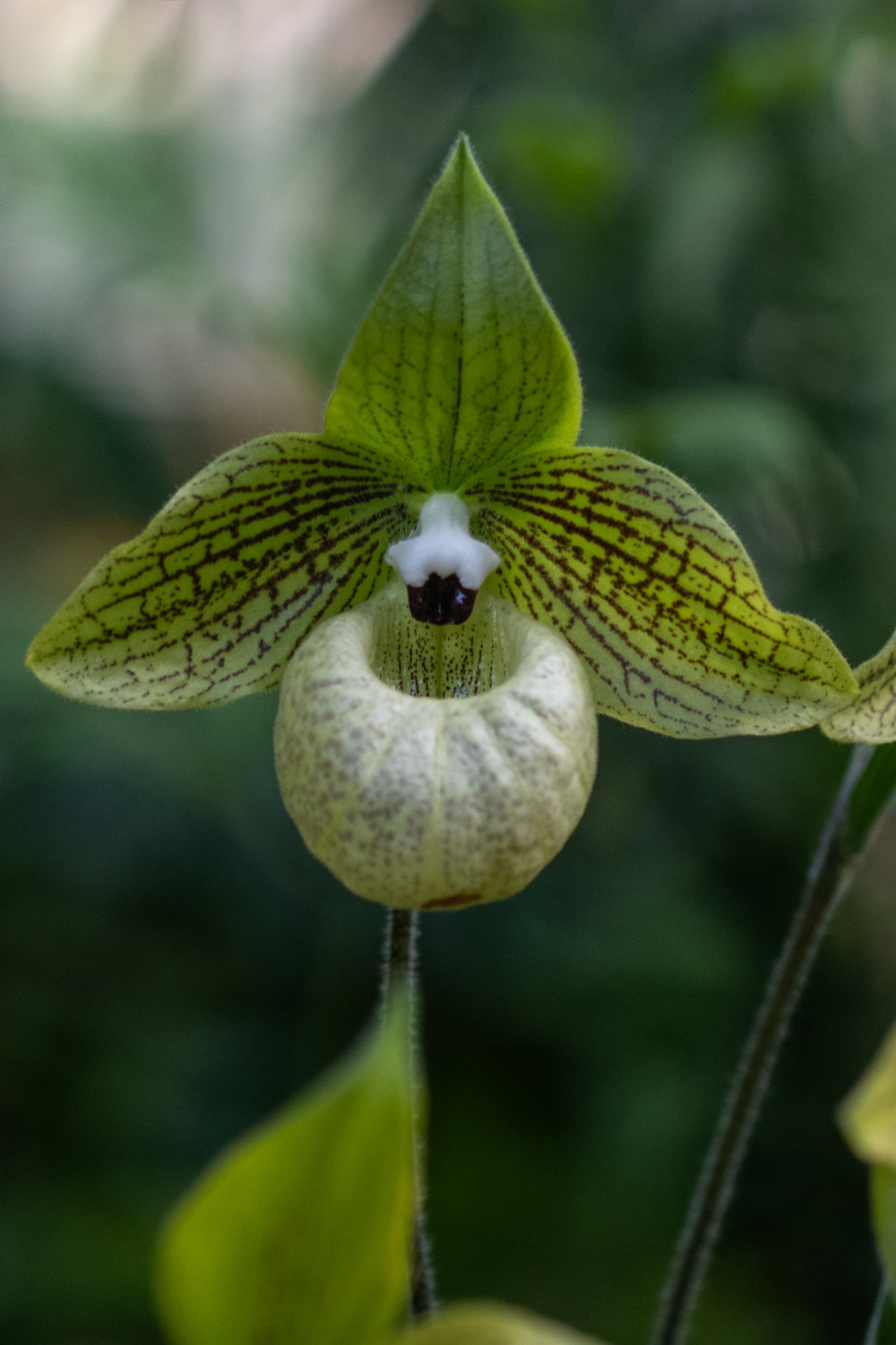4月26日在昆明植物園「扶荔宮」蘭花館拍攝的麻栗坡兜蘭。（新華社）