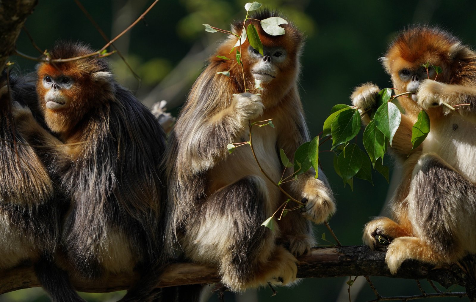 四川白河國家級自然保護區裏的川金絲猴。（新華社）