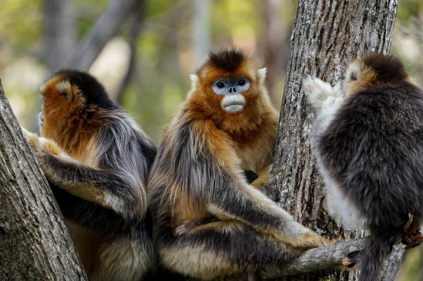 四川白河國家級自然保護區裏的川金絲猴。（新華社）