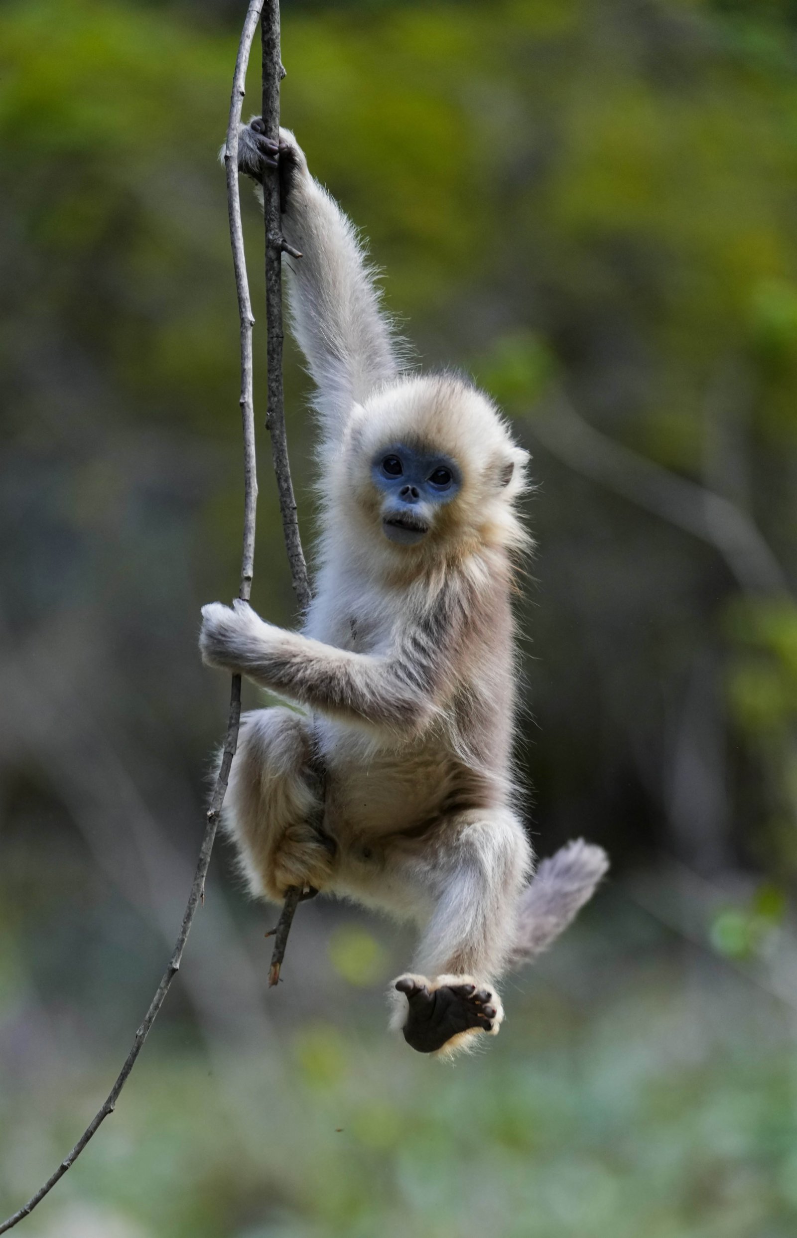 四川白河國家級自然保護區裏的川金絲猴。（新華社）