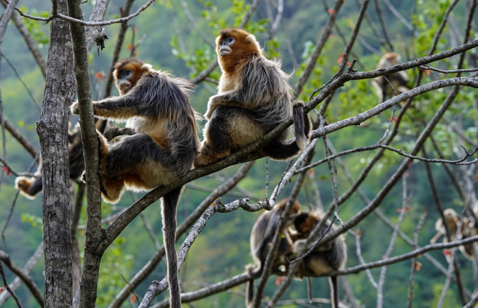 四川白河國家級自然保護區裏的川金絲猴。（新華社）