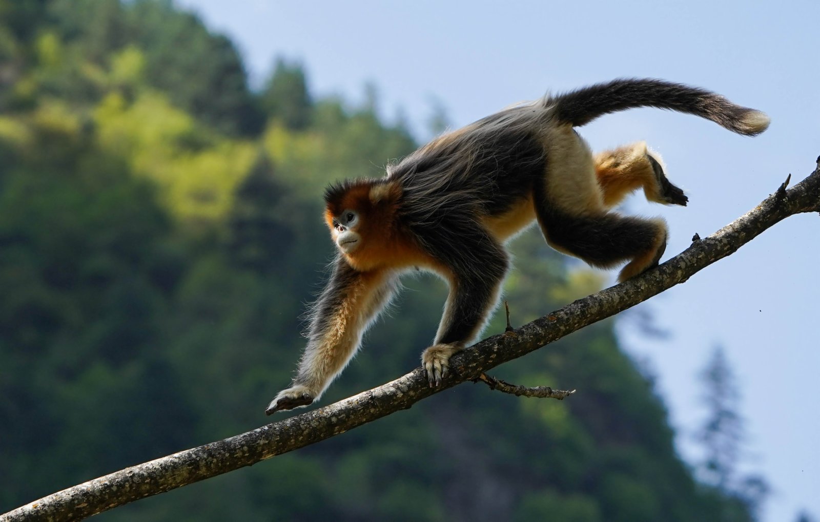四川白河國家級自然保護區裏的川金絲猴。（新華社）