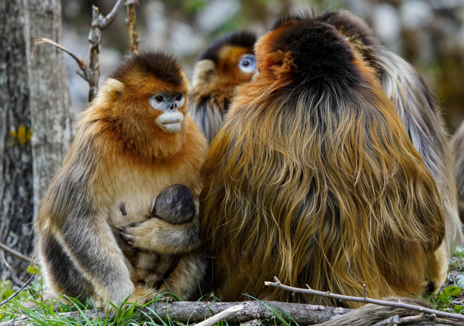 四川白河國家級自然保護區裏的川金絲猴。（新華社）