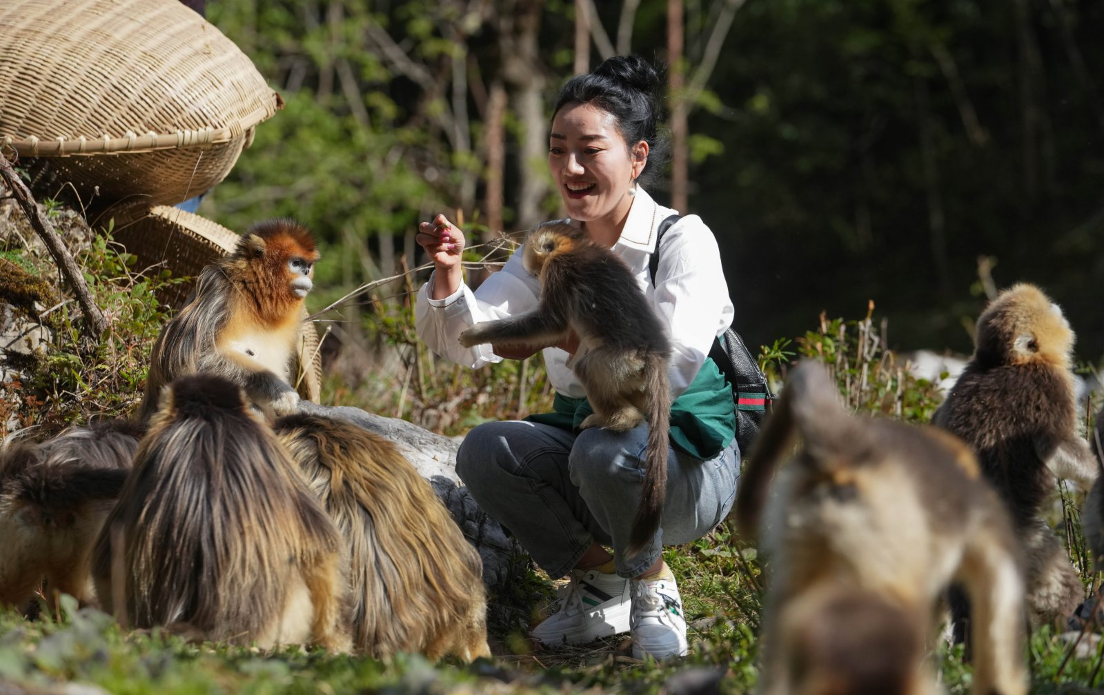 在四川白河國家級自然保護區裏，工作人員與川金絲猴在一起。（新華社）