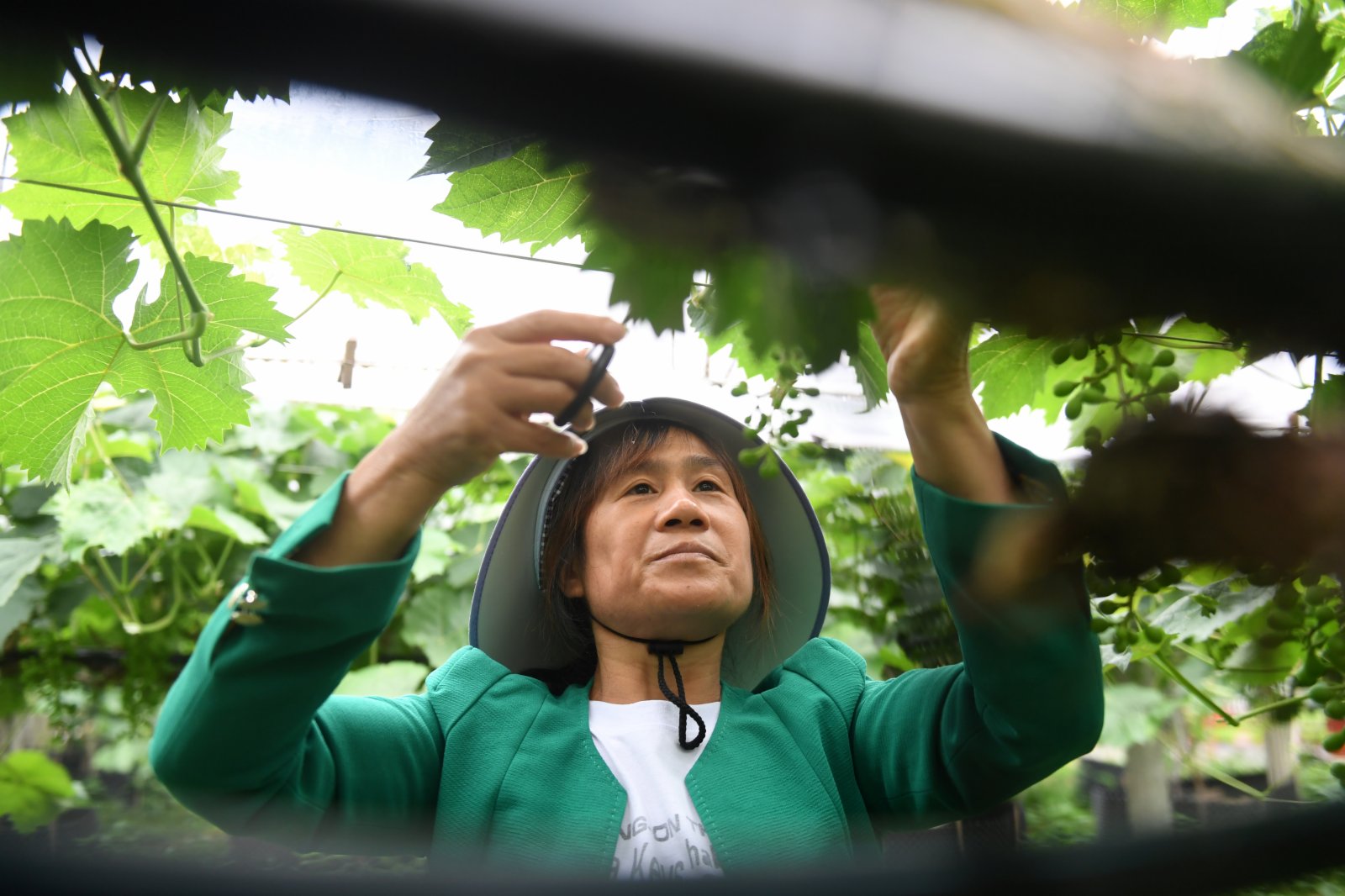 在廣西東蘭縣武篆鎮東里村葡萄園，工作人員在管護葡萄。（新華社）
