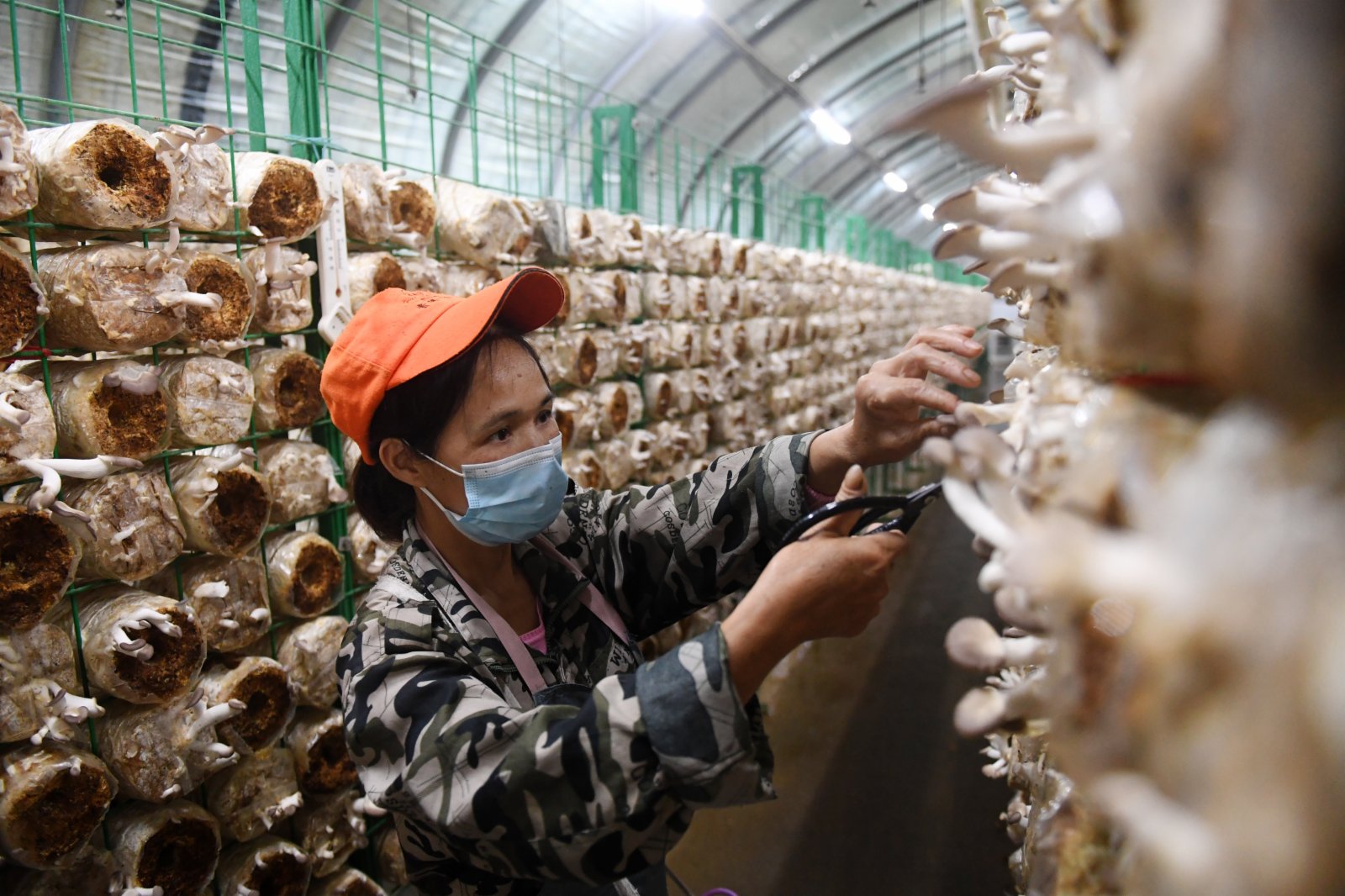 在廣西東蘭貴隆生態農業科技有限公司食用菌產業園，工作人員在採摘食用菌。（新華社）