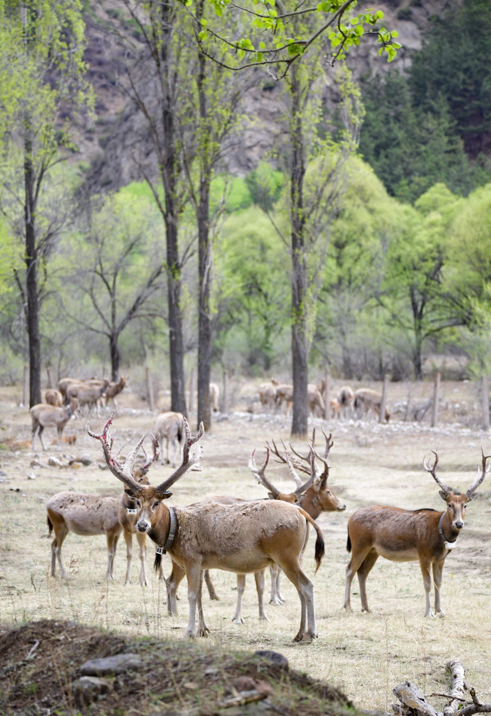 5月13日在內蒙古大青山國家級自然保護區拍攝的麋鹿。