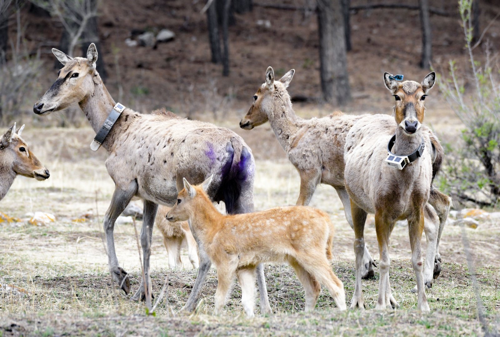 5月13日，在內蒙古大青山國家級自然保護區，小麋鹿跟隨麋鹿群活動。