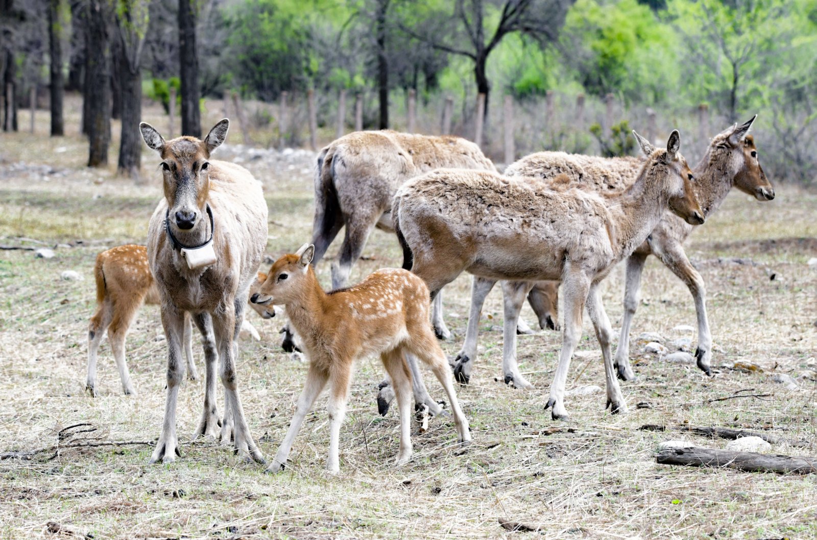 5月13日，在內蒙古大青山國家級自然保護區，小麋鹿跟隨麋鹿群活動。