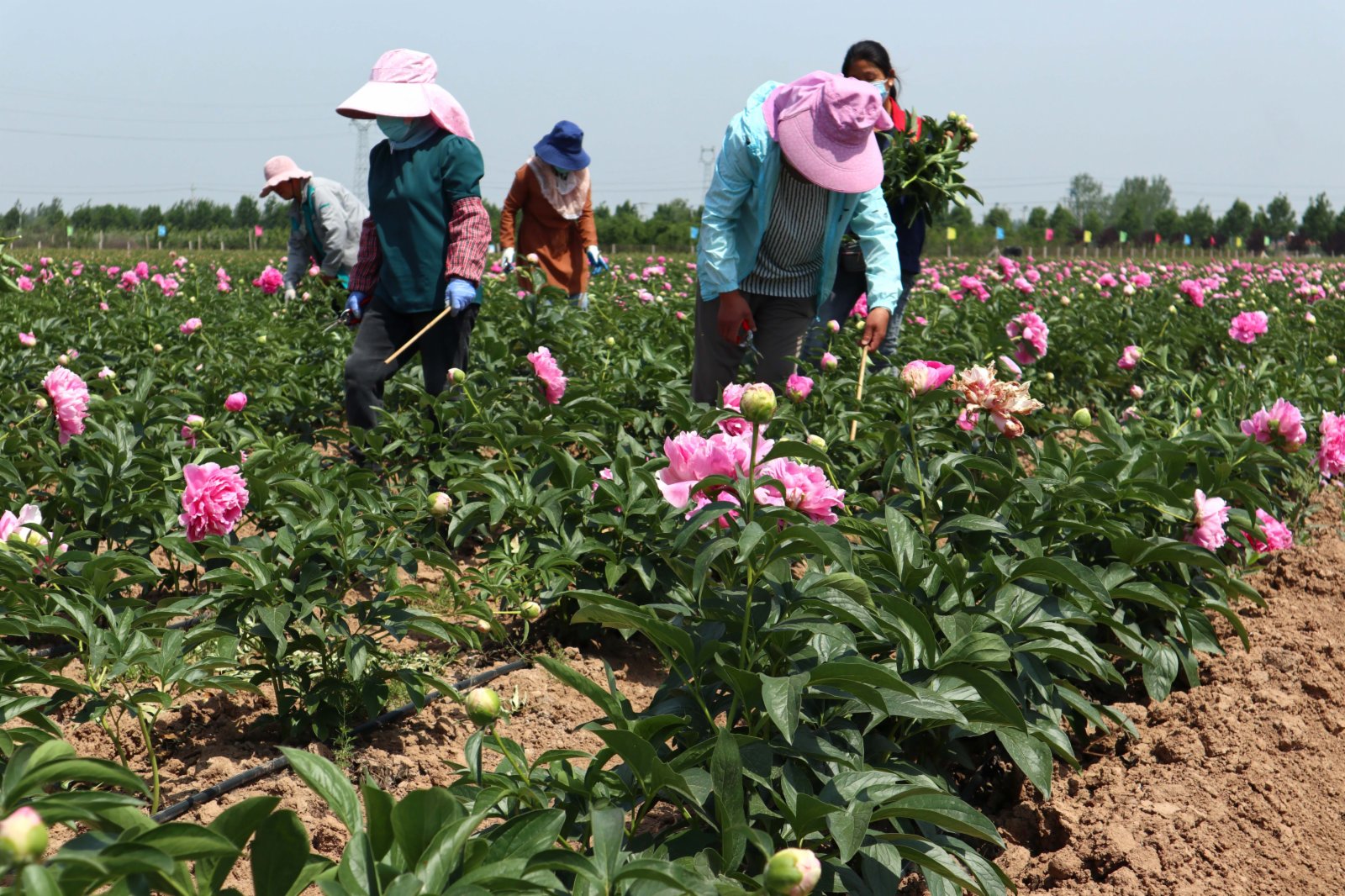5月18日，在山東省菏澤市牡丹區都司鎮，花農在芍藥種植田裏採摘芍藥鮮切花。（新華社）