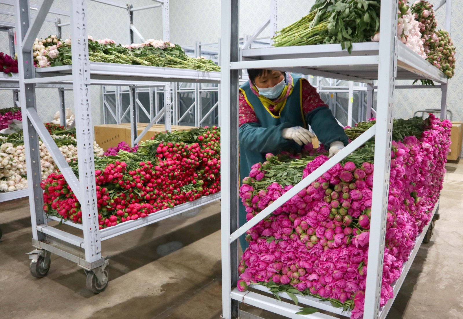 5月18日，在山東省菏澤市牡丹區都司鎮，工作人員在低溫車間裏對採摘的芍藥鮮切花進行加工和儲存。（新華社）