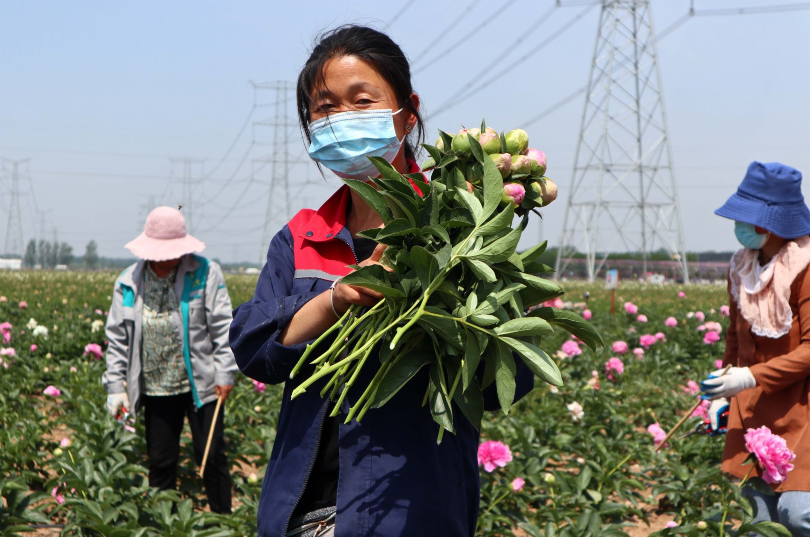 5月18日，在山東省菏澤市牡丹區都司鎮，花農在芍藥種植田裏展示剛採摘下來的芍藥鮮切花。（新華社）