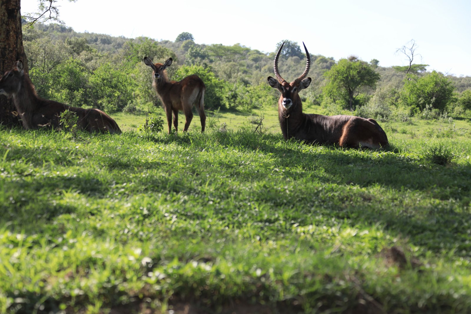 這是5月13日在肯尼亚納庫魯湖國家公園拍攝的羚羊。