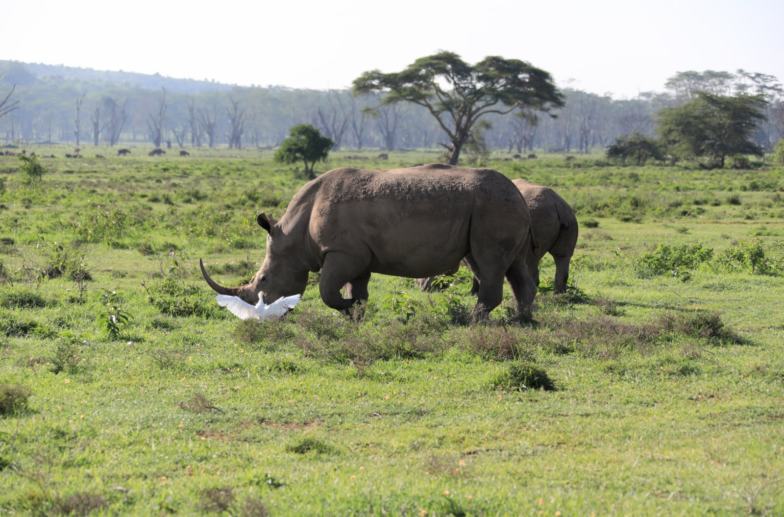 這是5月13日在肯尼亚納庫魯湖國家公園拍攝的白犀牛。