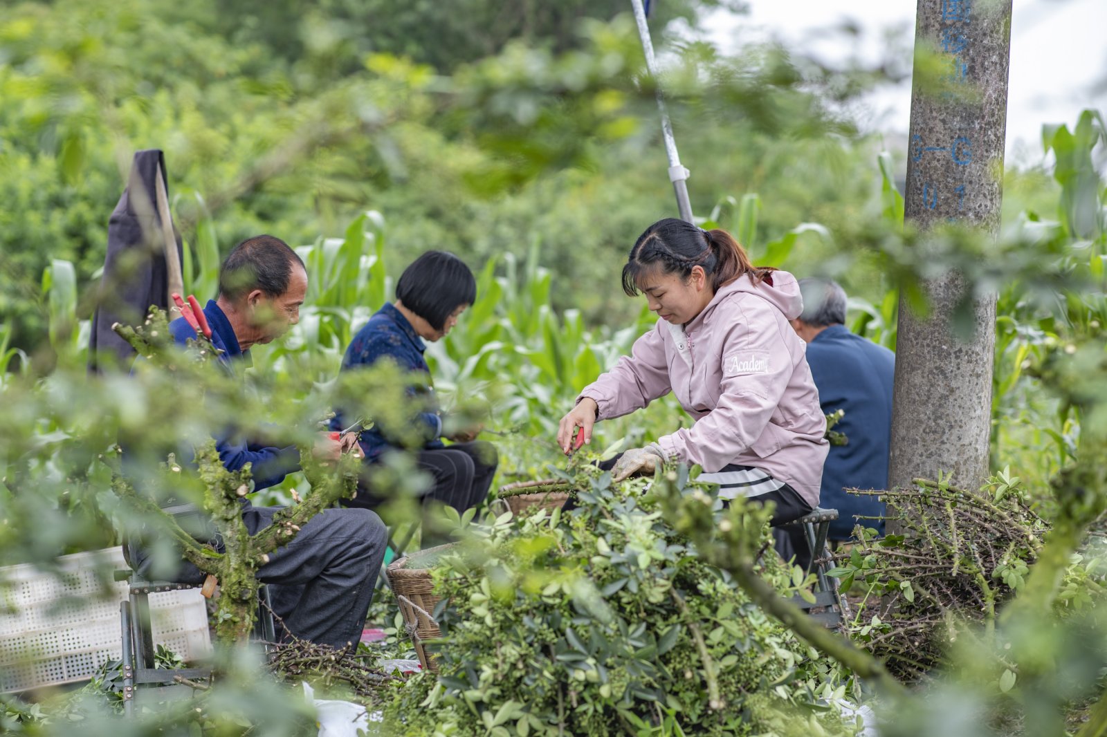 5月22日，在重慶市璧山區廣普鎮大石塔村，村民在花椒基地采收青花椒。（新華社）